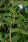 Spotted spurge